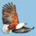 Roberts VII Multimedia Birds of Southern Africa HD
