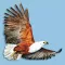 Roberts VII Multimedia Birds of Southern Africa HD