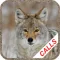 Coyote Hunting Calls Full
