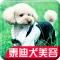 泰迪犬美容大全-爱犬人士必备