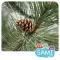 Sami Tiny FlashCards forest adventures kids apps