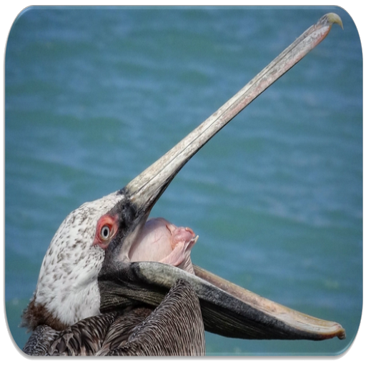 Pelican Bird sounds