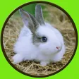 amazing rabbits for kids - no ads