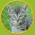 captivating cats for kids - no ads