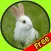 exceptionnal rabbits for kids free
