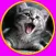 friendly cats for kids - no ads