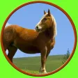 friendly horses for kids - free