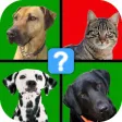 Odd 1 Out Quiz - Four Pics Edition