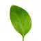 Instituto SEEDS