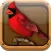 FeederVu - Birds of North America in 3D