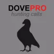 REAL Dove Sounds and Dove Calls for Bird Hunting!