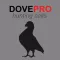 REAL Dove Sounds and Dove Calls for Bird Hunting!