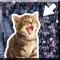Kitty in the Crowd