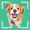Dog Identifier - Puppy Scanner