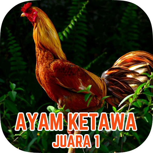 Master Suara Ayam Ketawa Juara