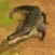Crocodile Attack 3D