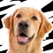 Linkin Bark - Dog Stickers