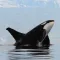 Let's Hear the Animals! (Animal Sounds) HD
