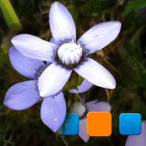 PIExplorer for Picasa PIExplorer for Picasa