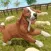 Silly Sheep Run- Farm Dog Game