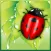 Save The Beetle