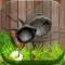 A Smash ANT Squashed -Cool