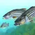 Fishing Fanatic - Fishing App