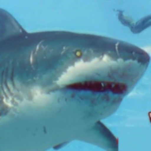 Shark Grow Attack