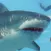 Shark Grow Attack