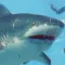 Shark Grow Attack