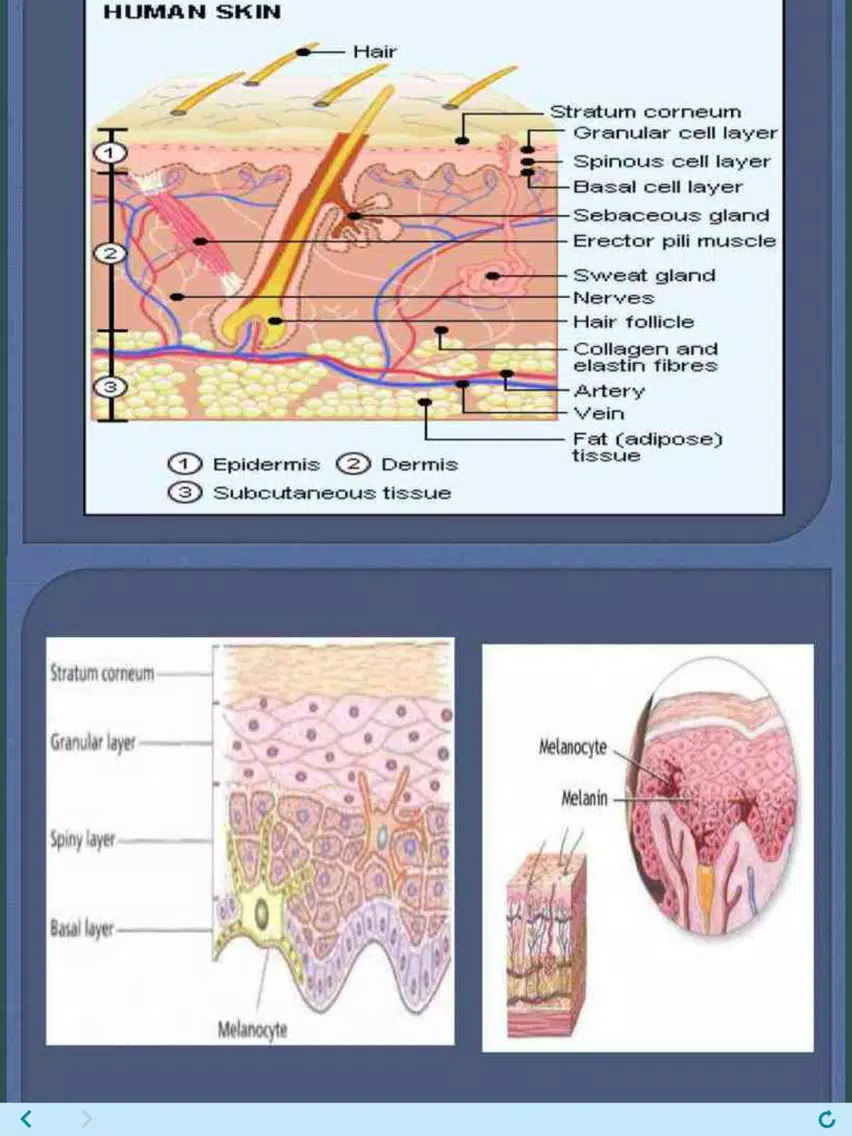 Learn all Skin Diseases iPad Screenshots