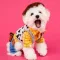 Pets In Costume