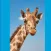 Lotsa Giraffe Stickers