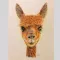 Llama Photography