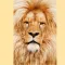 King of the Jungle Stickers