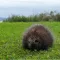 Porcupines