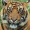 Real Tiger Stickers