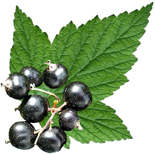Edible Plant Guide Edible Plant Guide