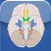 Cranial Nerves ~ Pocket Clinical Resource