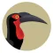 BirdPro