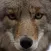 Coyote Calls