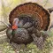 Free Turkey Calls