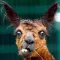 Funny Animal Sounds