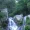 Rainforest Ambience