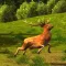 Deer Hunting African Savanna