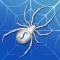 Spider Solitaire 