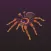 Arachnifiles