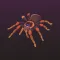 Arachnifiles