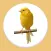 Canary Bird Sounds
