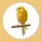Canary Bird Sounds